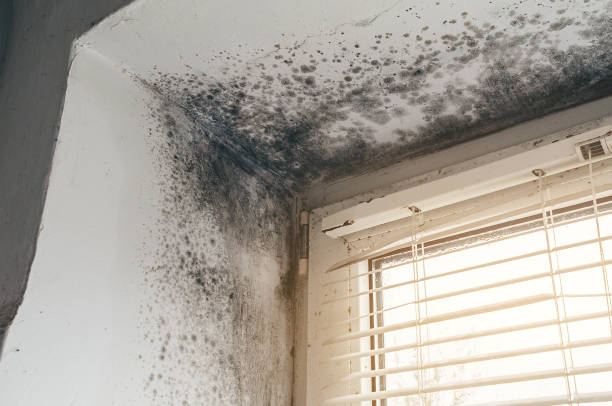 Affordable Bathroom Mold Removal solutions in Elberon, VA